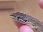 かなちょろ